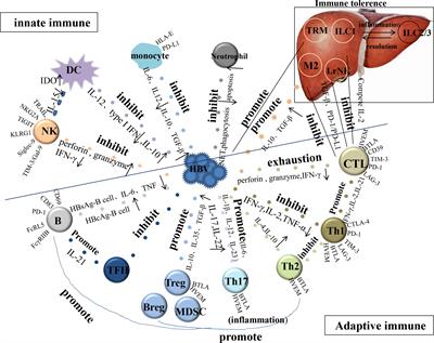 Immune response and treatment targets of chronic hepatitis B virus infection: innate and adaptive immunity